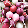 Radish Heirloom Mix